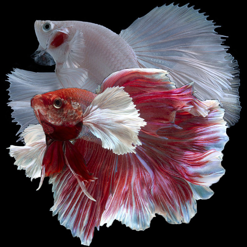 泰国斗鱼活体纯白色半月小型鱼苗观赏鱼好养易活热带淡水婚纱鱼宠