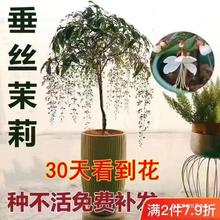 【30天开花】珍稀品种垂丝茉莉垂吊室内绿植盆栽四季开花浓香型