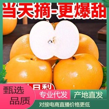 山东秋月梨正宗梨子新鲜水果当季特大果整箱对接电商直播产地直发