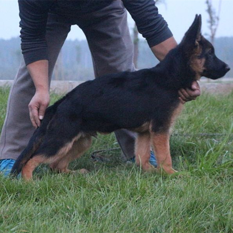 德国牧羊犬幼犬活体出售国牧羊活体弓背黑背德牧幼犬活体宠物狗
