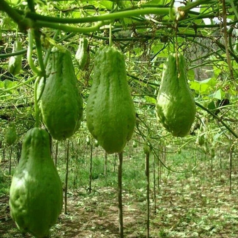 现摘云南新鲜洋瓜佛手瓜洋丝瓜福寿瓜洋茄子土耳瓜农家蔬菜丰收