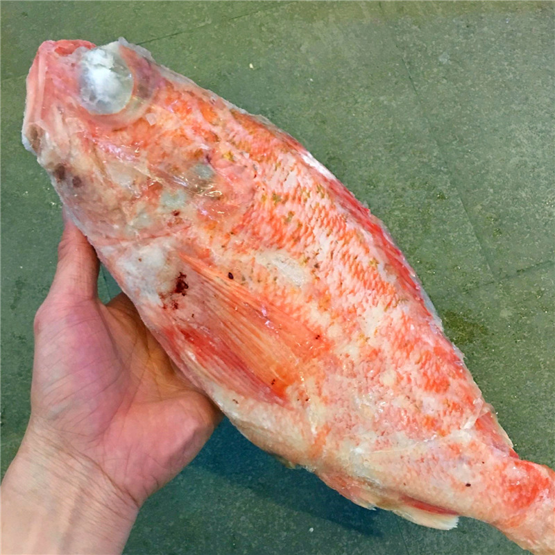 【新西兰红宝石鱼】10kg/件 活冻红鲈鱼红石斑鱼海鲜水产酒楼