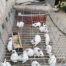 兔笼特大号兔子笼子荷兰猪豚鼠垂耳兔养殖笼宠物兔荷兰猪大号包邮