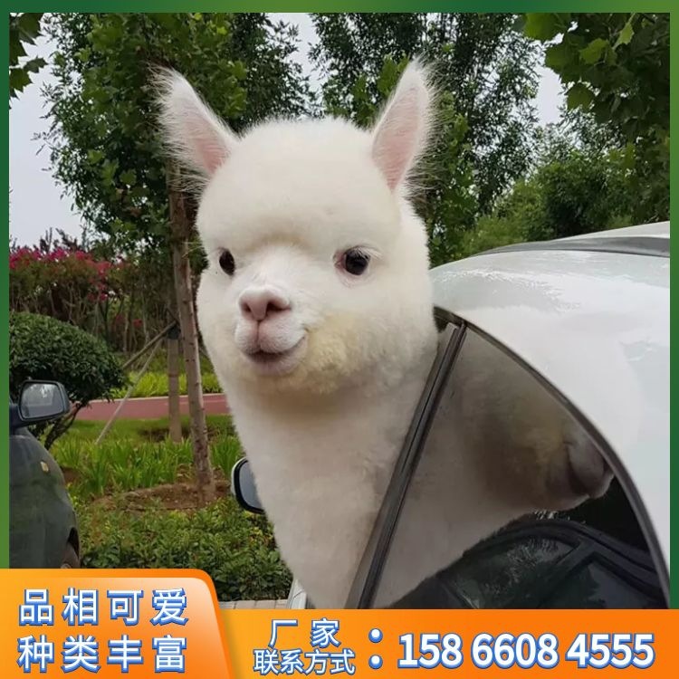 萌禽羊驼幼崽活体宠物羊驼厂家销售价格白色小羊驼展览互动