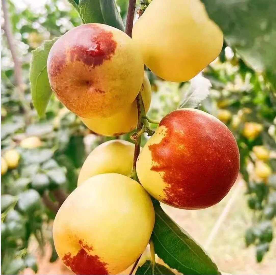 超低价产地直发沾化冬枣5斤小果 现摘现发 新鲜脆甜