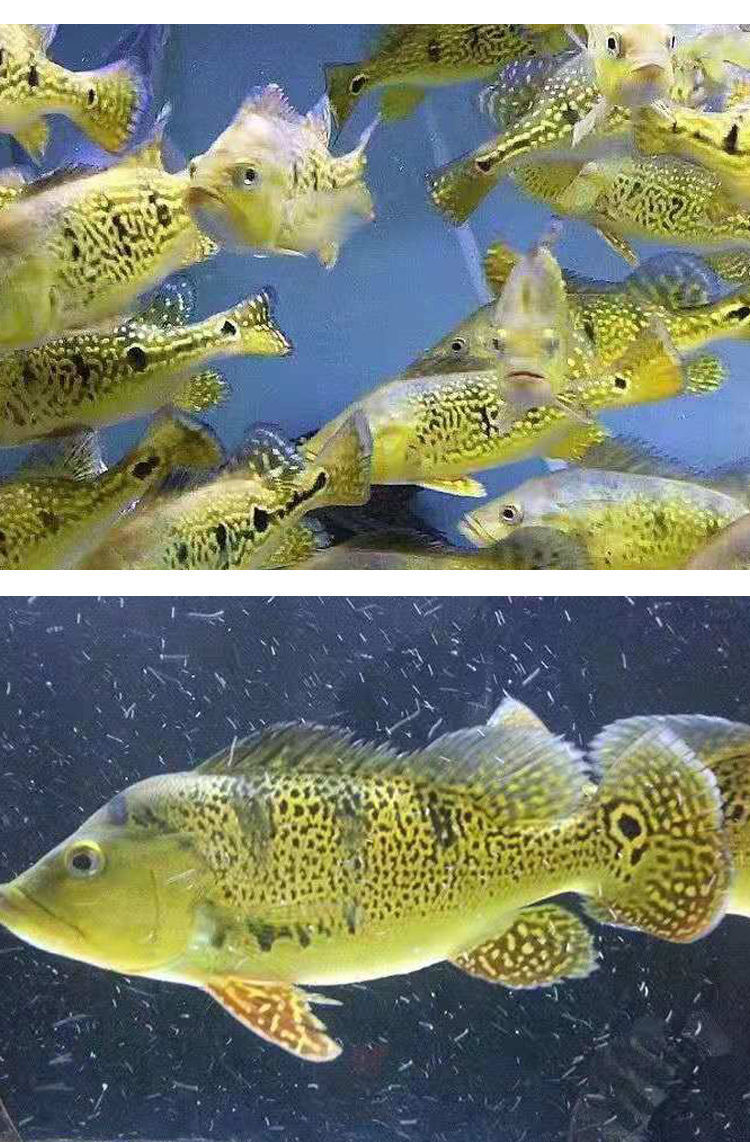 黄金巴西亚三间凯氏丽鱼金老虎鱼苗热带淡水观赏鱼招财龙鱼缸配鱼