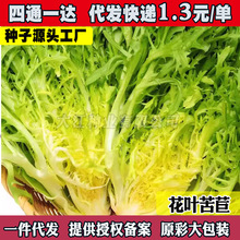 黄心花叶苦苣菜种子碎叶细叶生菜籽阳台盆栽庭院四季苦苣蔬菜种孑