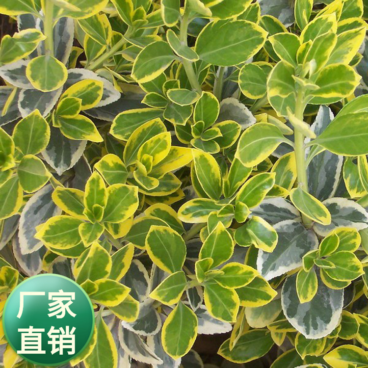 批发金边黄杨苗绿化小苗黄杨小苗金边黄杨球工程苗现货充足-阿里巴巴