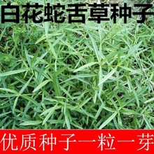 基地批发中药材种子白花蛇舌草种子百花蛇舌草药材种子