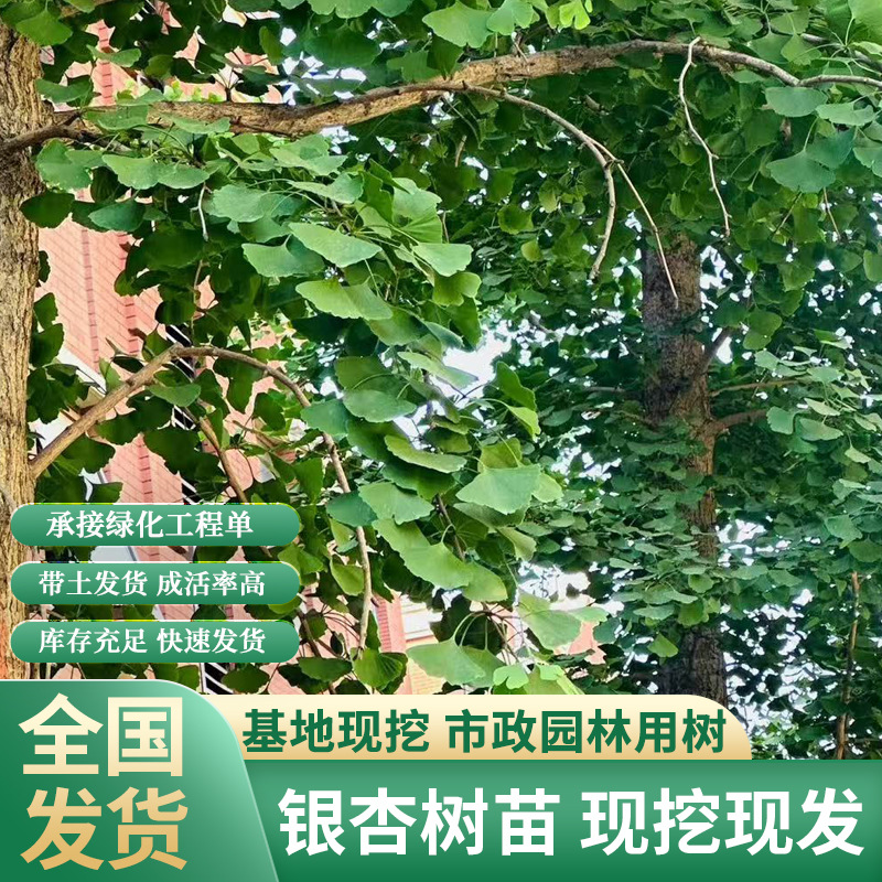 金叶银杏树苗白果活苗庭院别墅绿化苗木行道树银杏大树南北方种植
