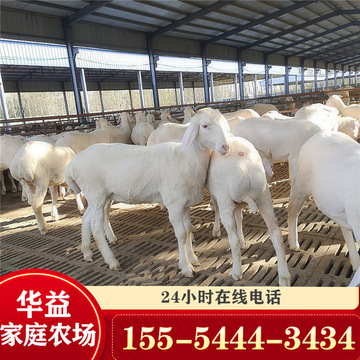 山西改良小尾寒羊 长治哪有黑头杜泊绵羊种公羊价格 出售