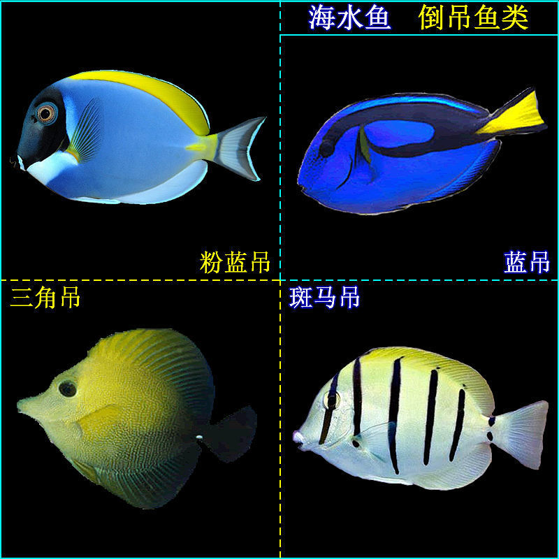 热卖活体海水鱼印尼蓝吊鱼巴东粉蓝吊斑马吊三角吊活体观赏鱼