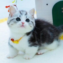 纯种美短虎斑幼猫矮脚起司猫美国短毛猫咪活体宠物猫加白猫舍血统