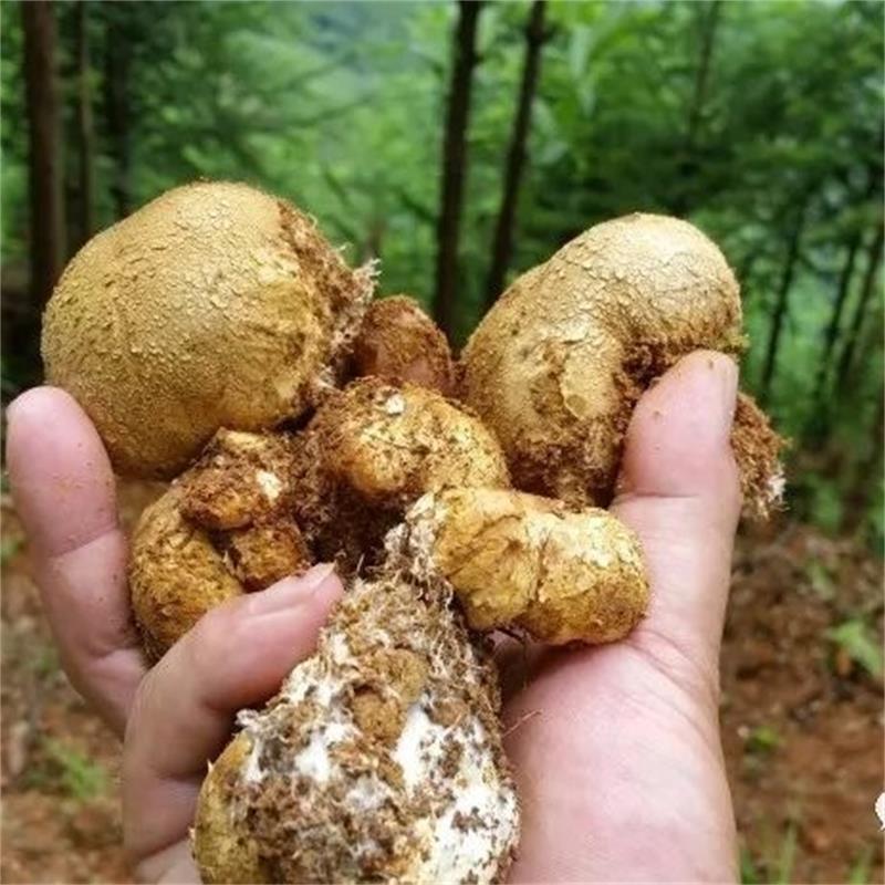 云南新鲜马皮泡新鲜马勃菌马粪包马屁包鸡枞孕妇儿童山珍菌菇