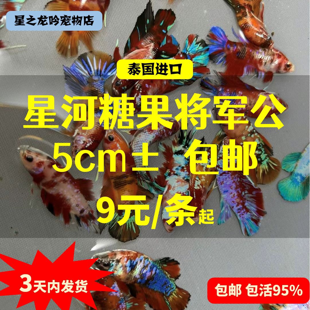 泰国进口斗鱼星河糖果将军公多色网红观赏鱼造景易活好养热带鱼