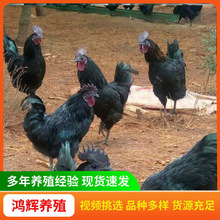 销售农家散养五黑鸡活苗脱温小鸡苗五黑鸡绿壳蛋鸡成年五黑鸡活体
