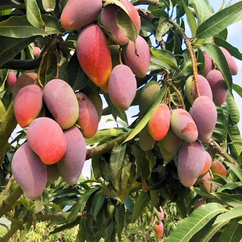 贵妃芒海南三亚贵妃芒果水果新鲜包邮当季3/5/10斤装整箱批发