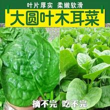大叶木耳菜种子高钙肉厚夏天耐高温四季室外盆栽阳台农田蔬菜种籽