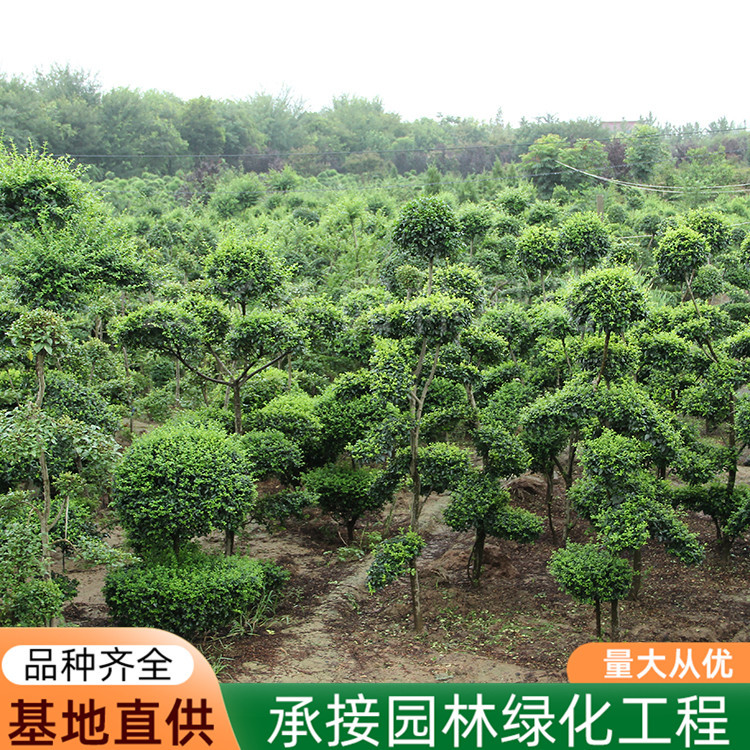小叶女贞造型树庭院别墅绿化篱笆围墙植物四季观叶常青苗木造型树