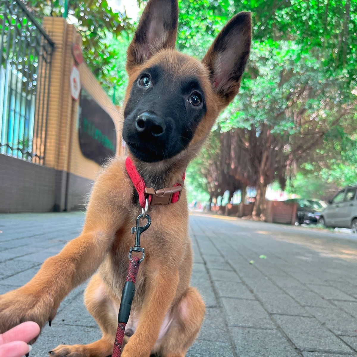 批发马犬活体爆红比利时马犬幼犬宠物狗狗警犬小狗宠物犬工作犬