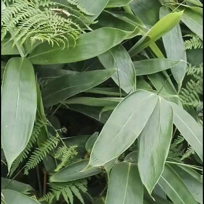 粽叶批发超市零售袋装麻竹叶箬叶廖叶芦苇叶商用粽子叶新鲜包粽子