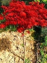 四季红枫树苗正宗红舞姬庭院植物中国红室外美式秋火焰叶盆栽跨境