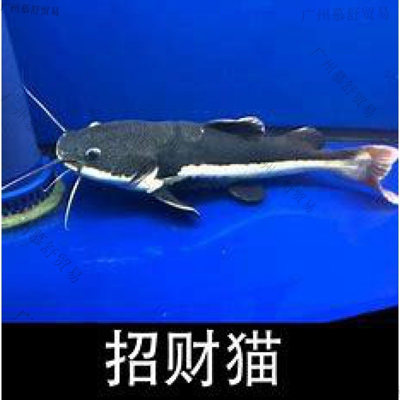 热带观赏鱼招财猫鱼红尾鲶鱼活银龙鱼狗仔鲸鱼中大型底层鱼-阿里巴巴
