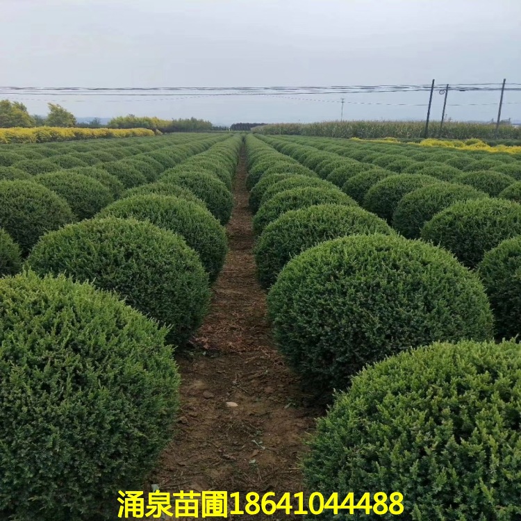 苗圃大量销售刺柏球侩柏球燕柏球规格齐全50-2米冠幅工程小区街道