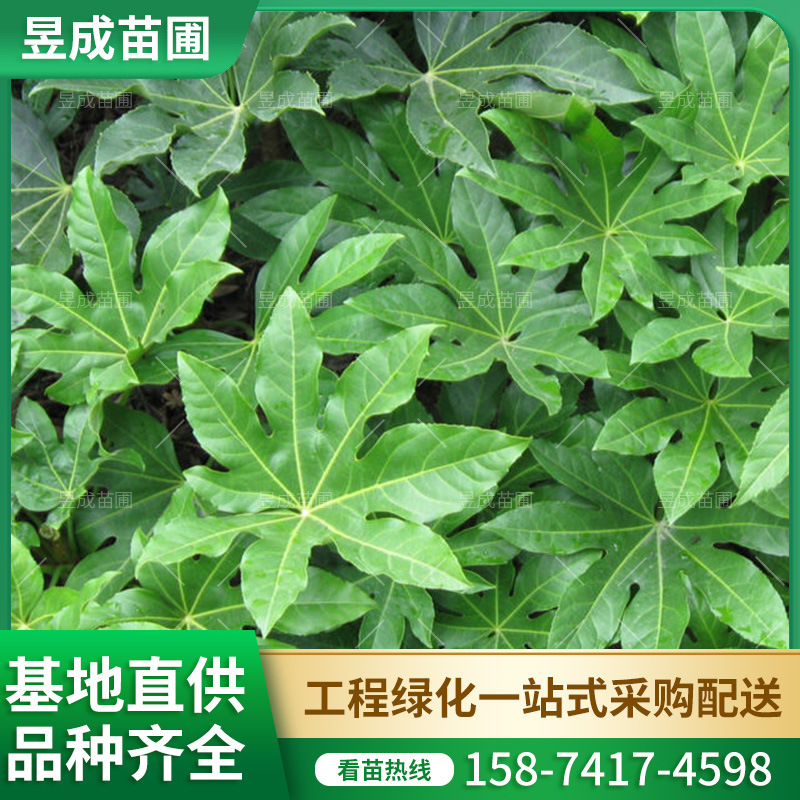 八角金盘地苗湖南基地批发小区道路绿化苗木色块灌木八角金盘绿植