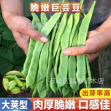 宽扁厚肉四季豆种子宽扁四季架豆种子四季豆种子春秋种植蔬菜