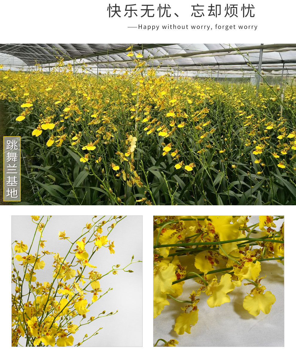 【跳舞兰】批发昆明鲜花 产地直销 花店用文心兰 跳舞兰鲜切花