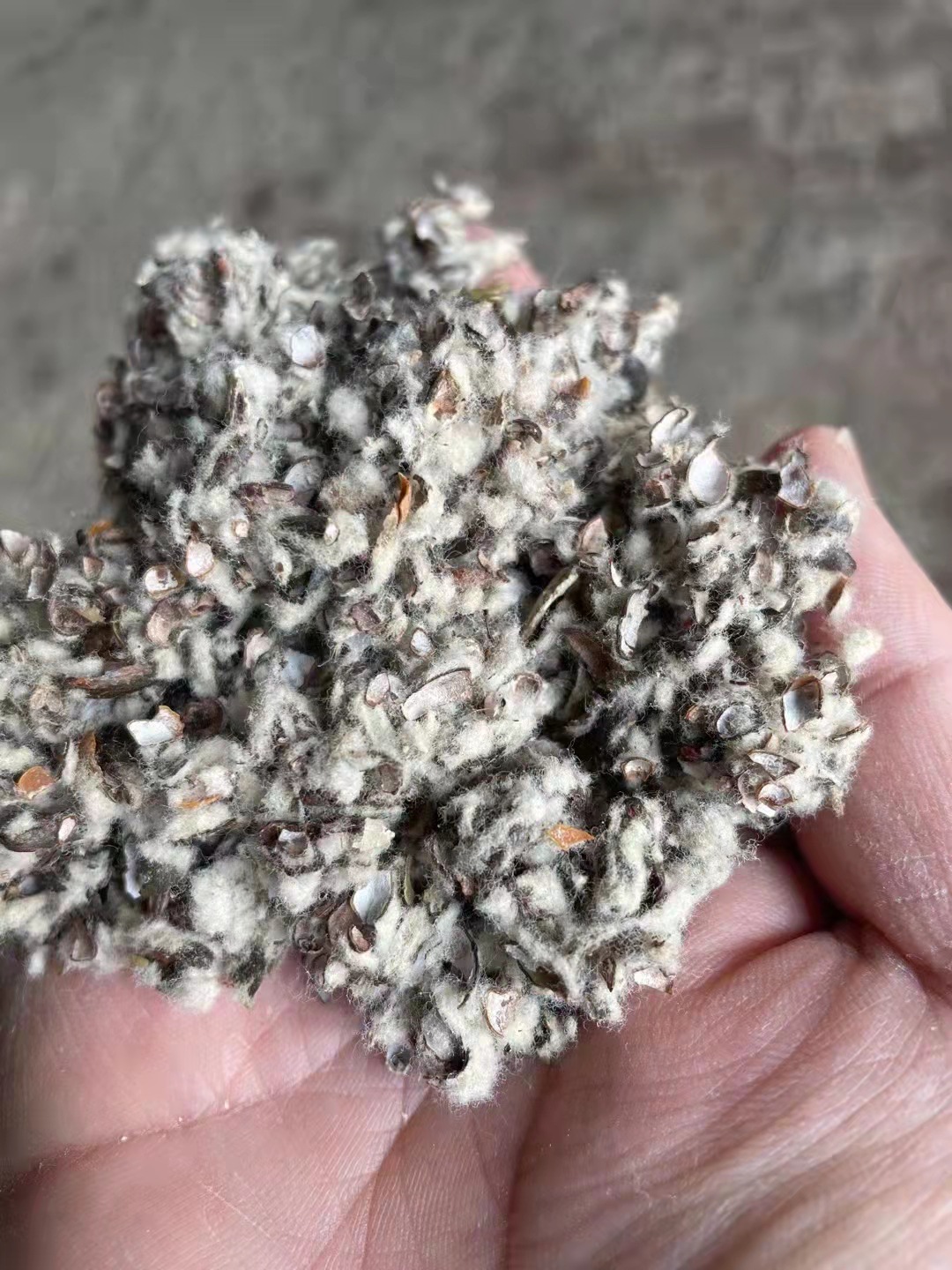 棉子壳  中绒棉籽壳长绒棉籽壳  种植菌类植物  大棚用棉籽壳