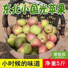 国光苹果东北小国光酸甜脆新鲜水果老式2斤5斤10斤速卖通批发跨境