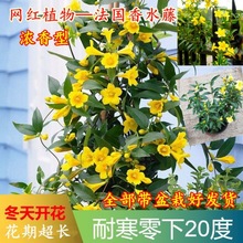 法国香水藤盆栽香水茉莉盆栽浓香型带花苞冬季开花爬藤植物四季青