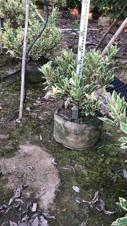 2108供应 斑叶 锦叶 花叶 春不老 东方紫金牛0.