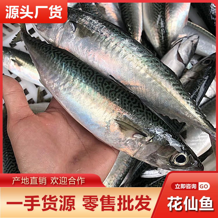 新鲜海捕花仙鱼批发 花娇鱼海鲜冷冻水产可做鱼饭酒店餐饮供应