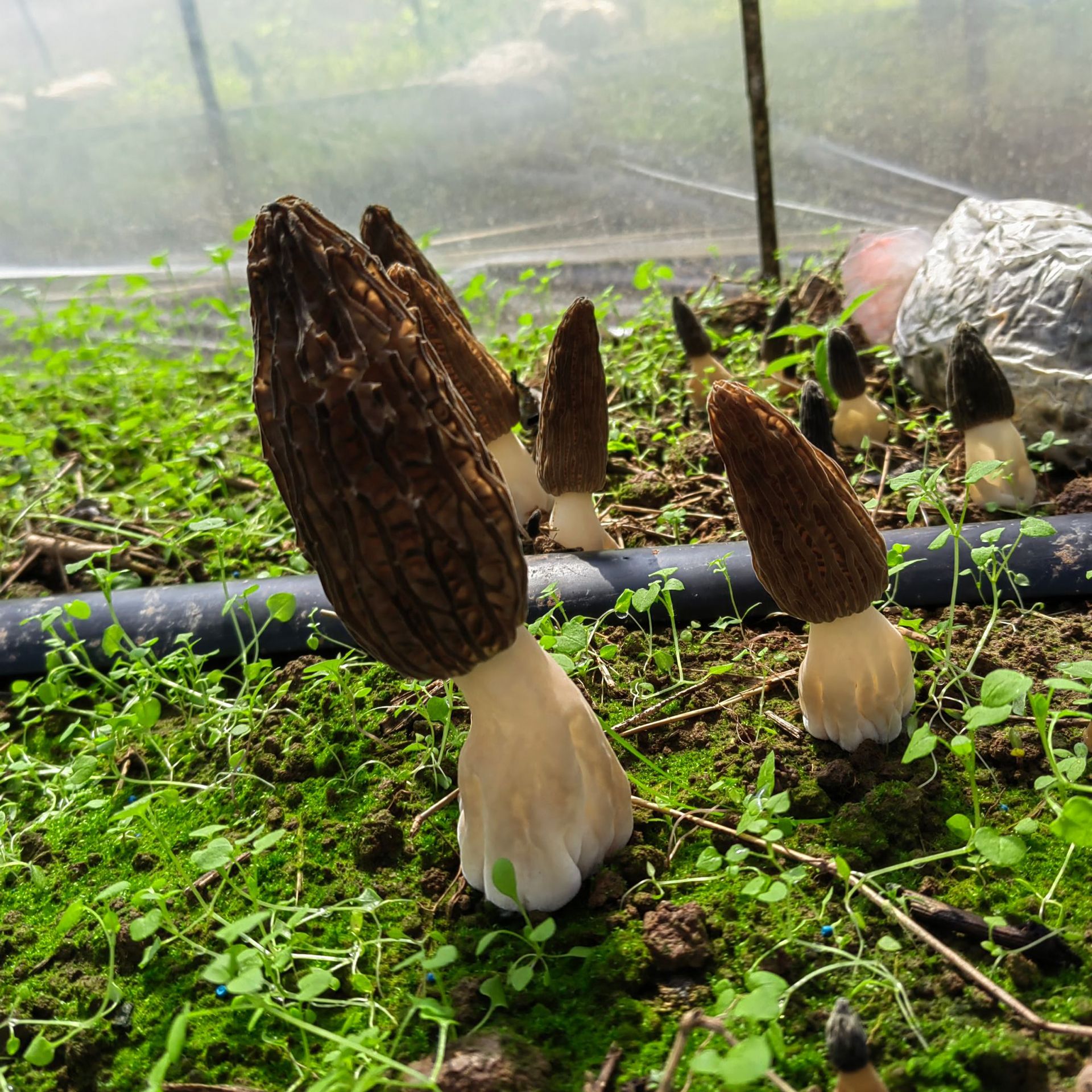 云南头茬新鲜羊肚菌煲汤食材新鲜菌菇产地货源新鲜羊肚菌产地直发