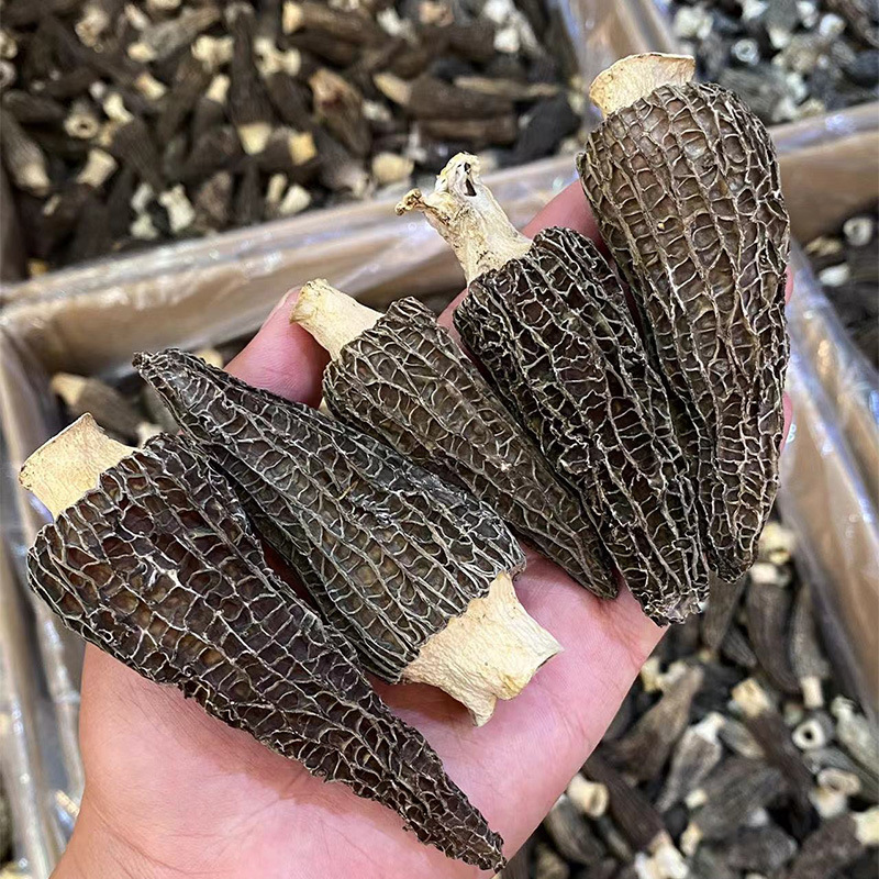 云南头茬羊肚菌干货大连批发新鲜菌种四川产地干羊肚菌菇鲜货煲汤