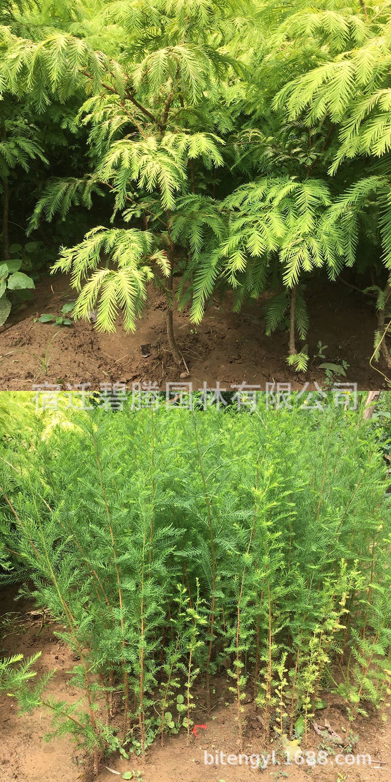 水杉树苗 水杉小苗 池杉 落羽杉 水杉盆景植物室内 金叶水杉树苗