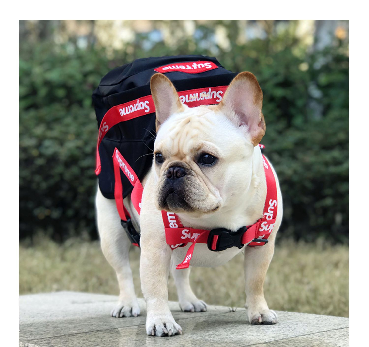 宠物潮牌狗狗背包外出双肩自背包泰迪法斗金毛雪纳瑞off牵引书包