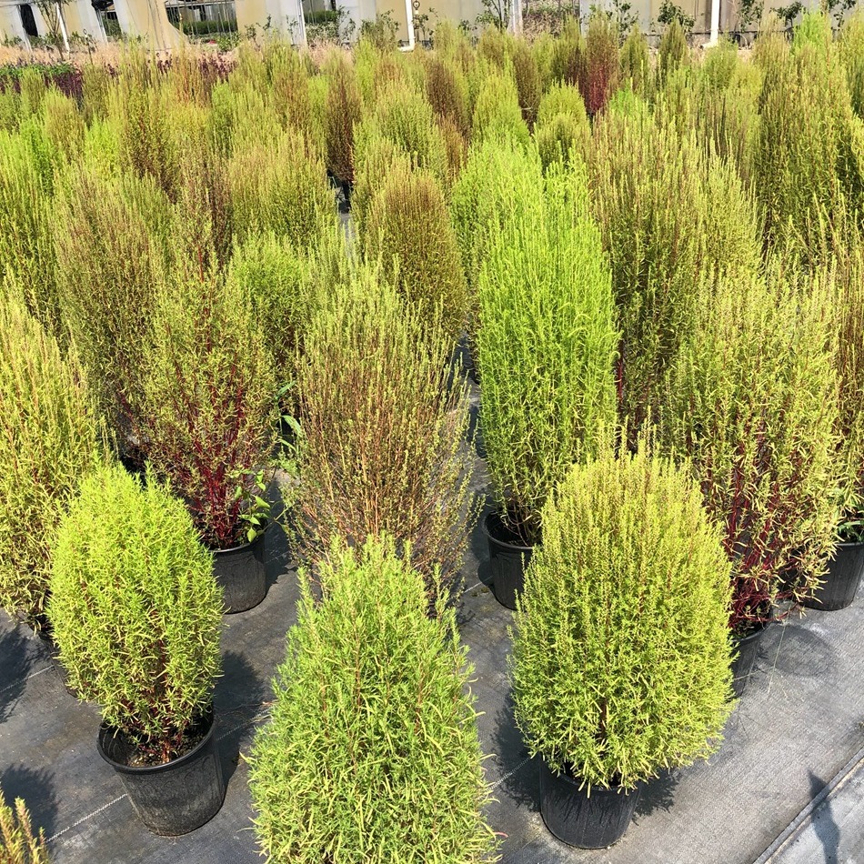 地肤盆栽 地麦 扫帚苗 孔雀松 花境植物 成都园林绿化工程苗木