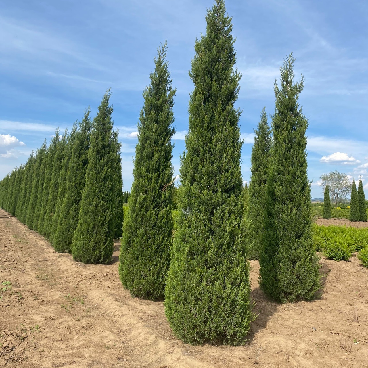 桧柏球价格-桧柏球价格厂家,品牌,图片,热帖-阿里巴巴