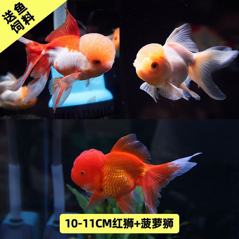 观背青鳉冷水观赏鱼狮子头金鱼活体好养大中小型鱼苗宠物鱼活体鱼