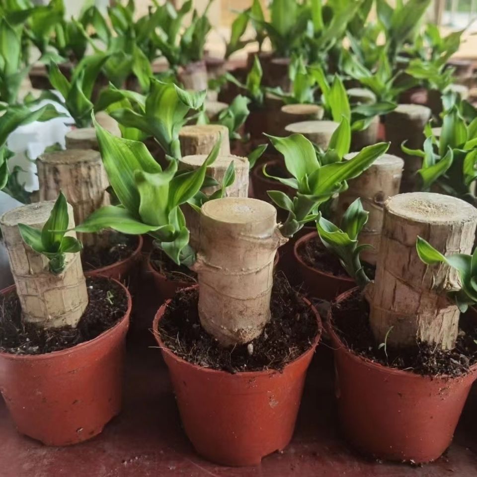 批发土培带叶巴西木基地直发带芽叶状态发货送生根粉