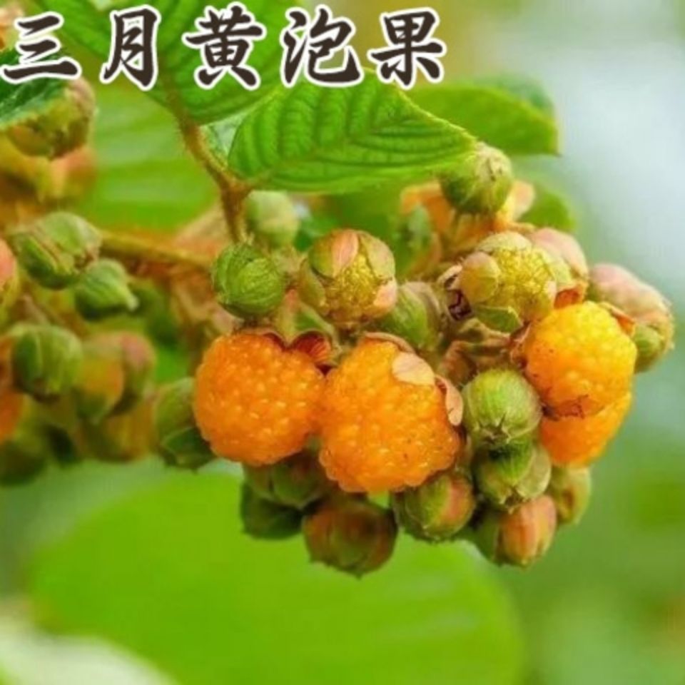 云南中草药 新鲜山药民间中医 野生美食水果 黄泡果根部500g