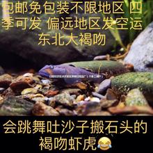 东北高帆褐吻吐沙子原生鱼鱼冷水鱼淡水大帆褐吻虾虎虾虎鱼除藻繁