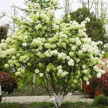 中华木绣球斗球灌木花卉别墅庭院耐寒造景木本植物盆栽苗