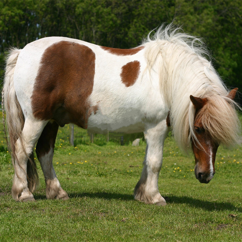 土豪金骑乘马宠物矮脚马活马小马驹德宝矮马真马小型马景区待客