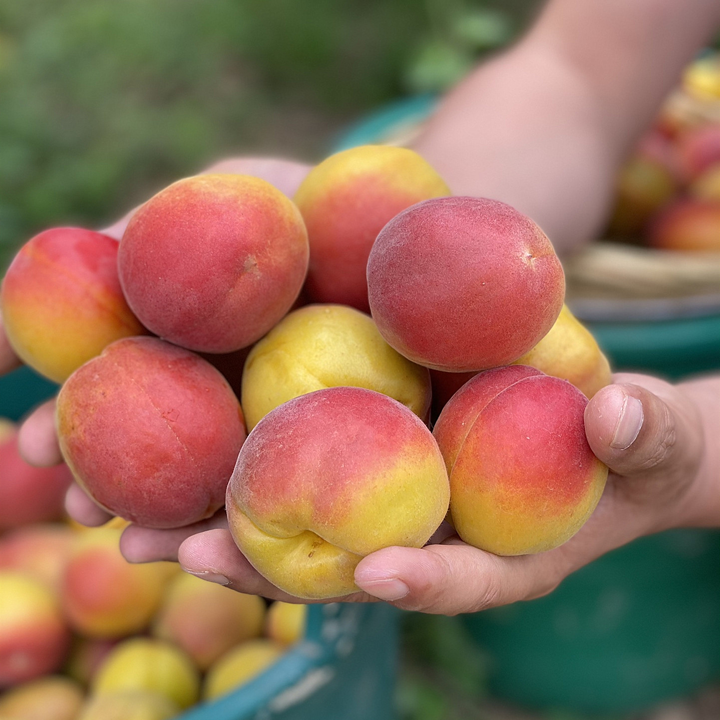 陕西胭脂红杏2斤/4斤 新鲜水果贵妃红杏