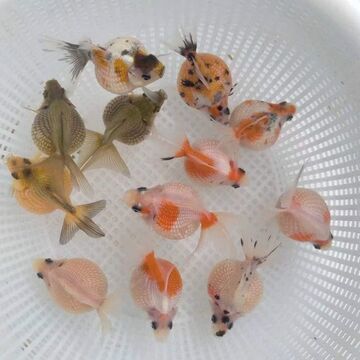 鼠头珍珠金鱼活体观赏鱼精品兰寿鱼淡冷水鱼水族宠物皇冠珍珠鱼苗